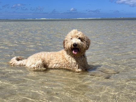 Hoku