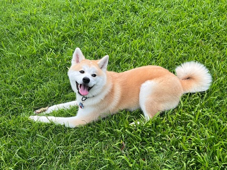 Akiko 