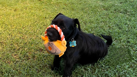 Blackie