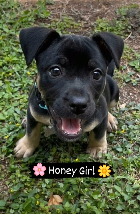 Honey Girl