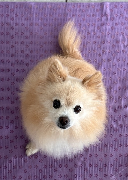 Lilikoi 