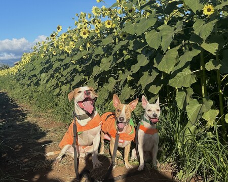 ʻEkolu, Oscar, Sammy