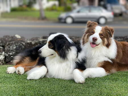 Tulip and Cooper