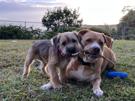 Chloe & Teddy
