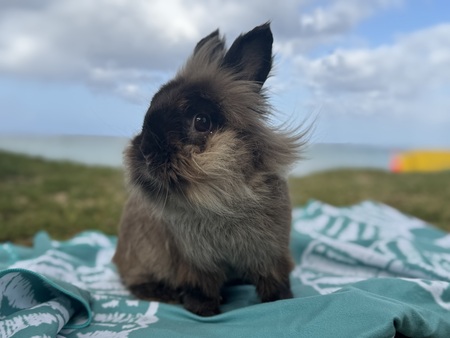 Smokey the Beach Bunny