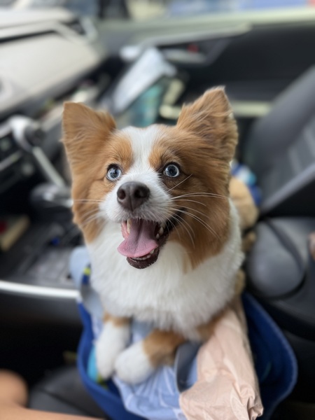 Peanut 