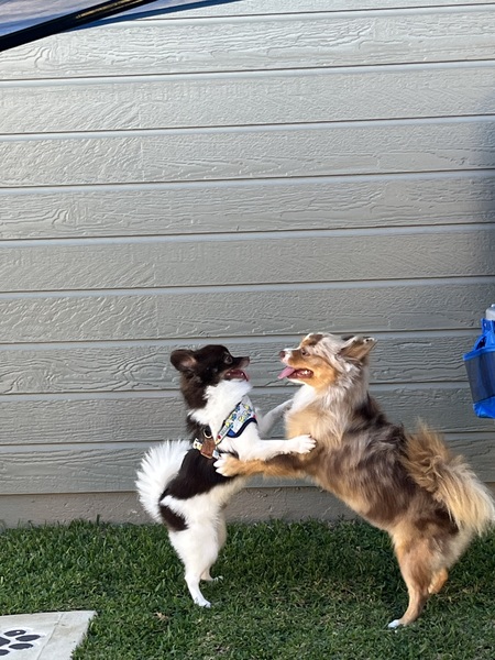 Gizmo and Coco