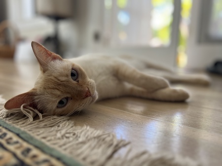 Ginger