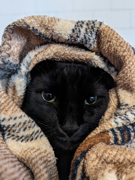Leonidas 