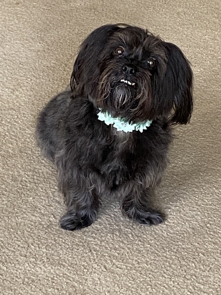 Mochi 