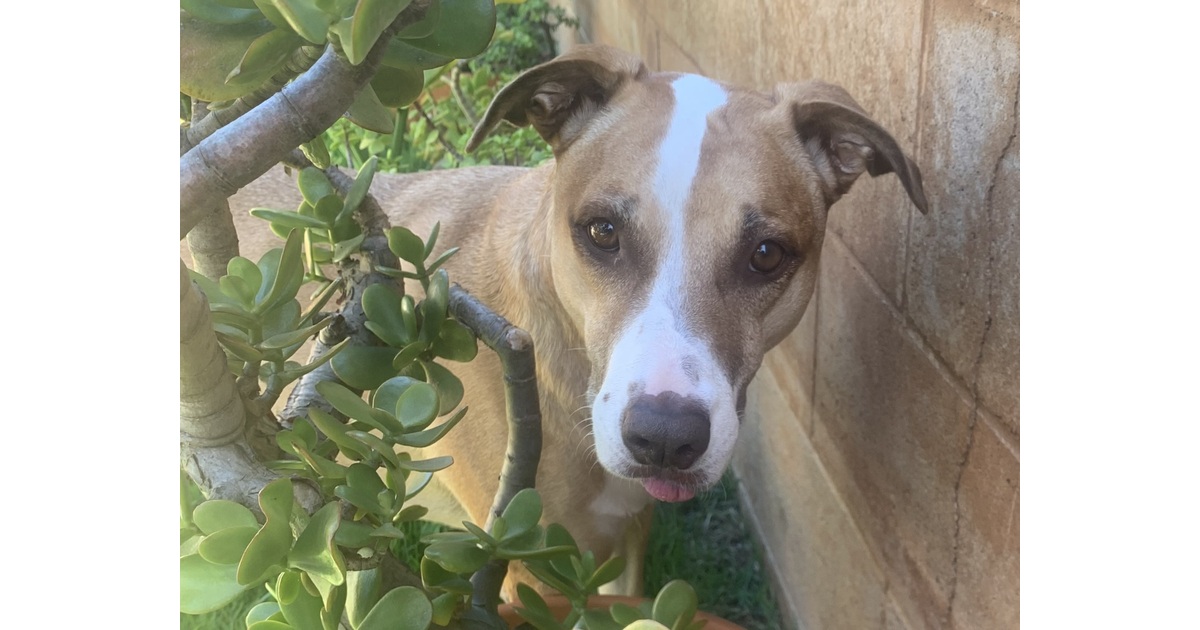 Vote for Mahina 2026 Pets in Paradise Calendar Contest