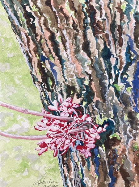 Redbud Miracle