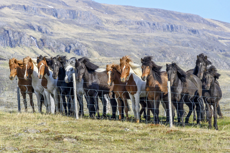 Icelandic Horses