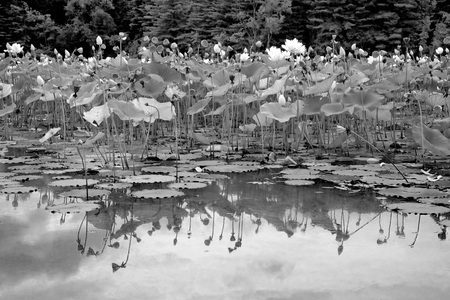 Lotus Flowers