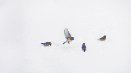 Snowy Serenity: A Bluebird Quartet