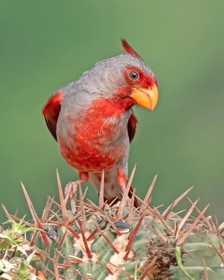 Pyrrhuloxia
