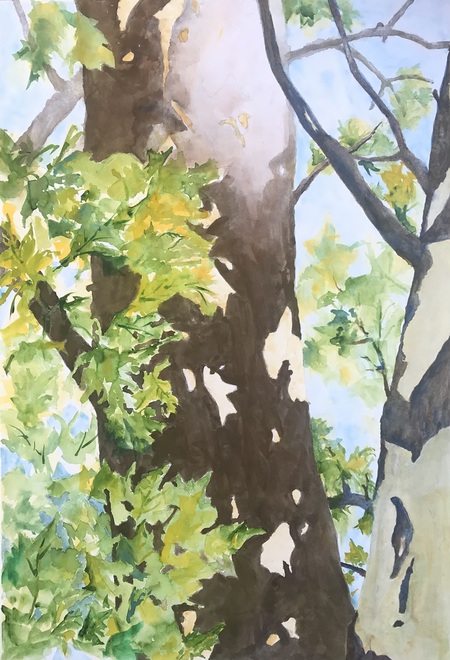 Summer Sycamore, Ode #9