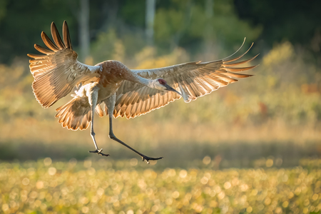 Landing Gear Deployed