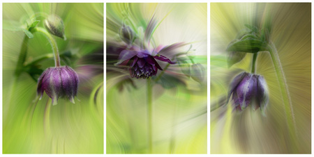 Purple Columbine Triptych