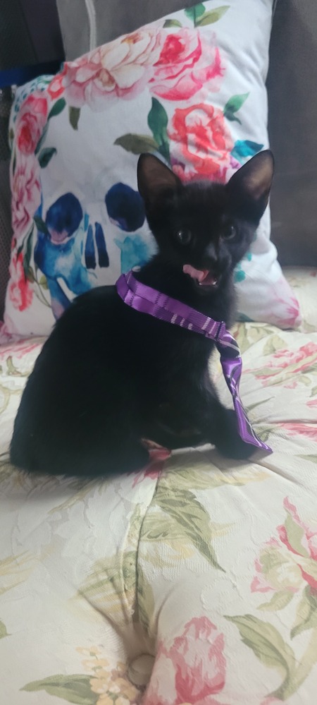 Jet (formerly Midnight)