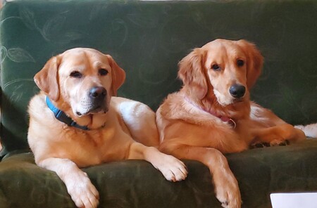 Harper and Trevi