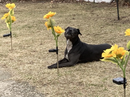 Dozer (formerly Jess)
