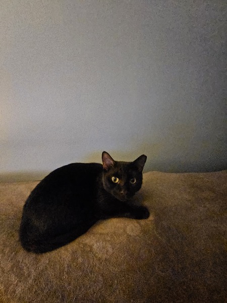 Blackie Turcotte 