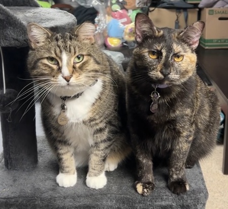 Zeus & Nebula
