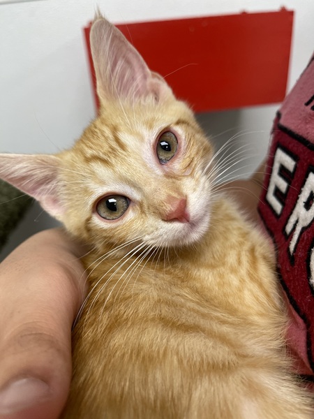 Phineas. (Aka-Pooky)