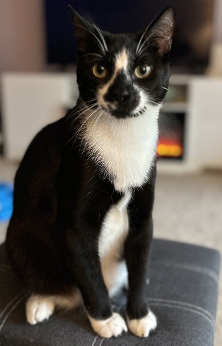 Finn