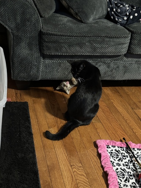 Raya (formerly Button and Raven) with her brother Vader.