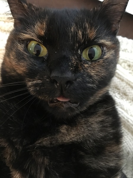 Torty