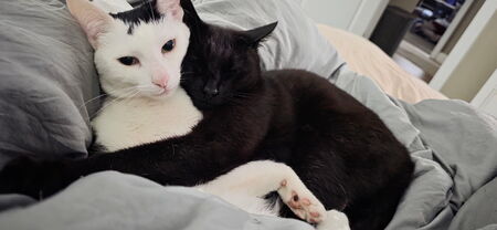 Squid & Dina