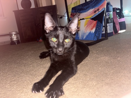 Binx