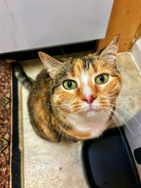 Masala