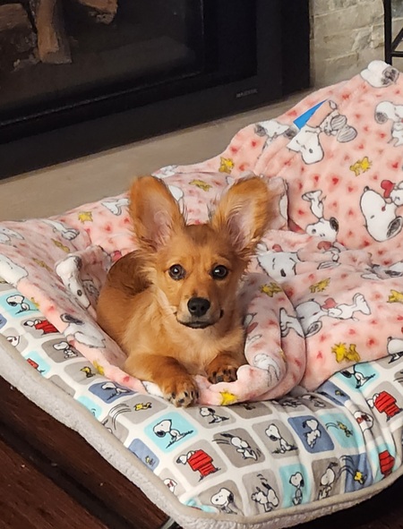 Bruno