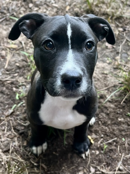 Georgie
