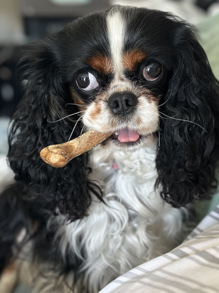 Harvey