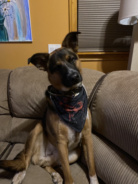 Echo