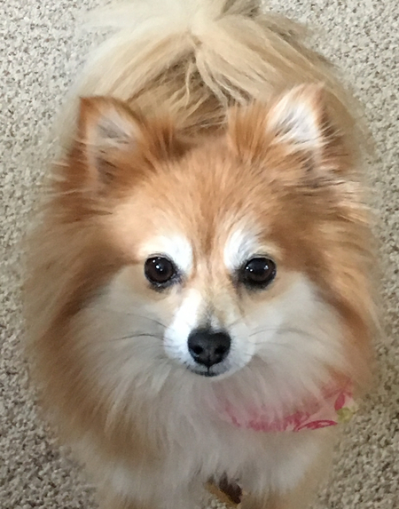 Lacey