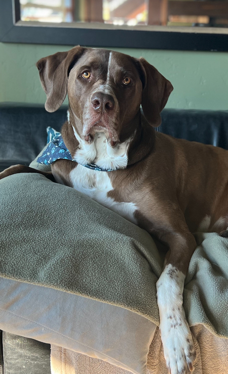 Ziggy