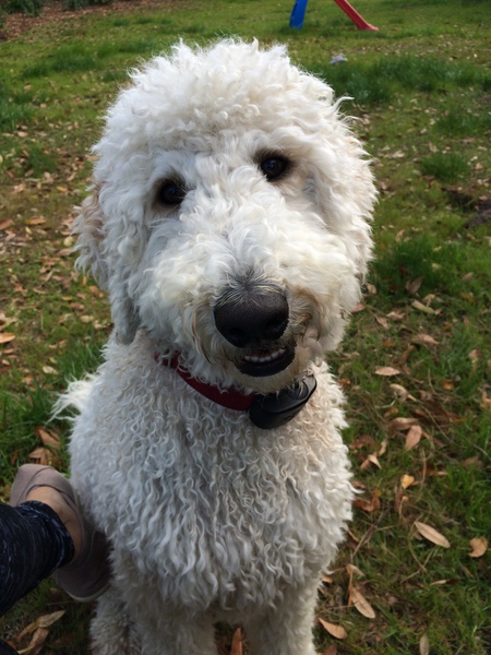 Isabel ("Izzy") McDoodles Harper