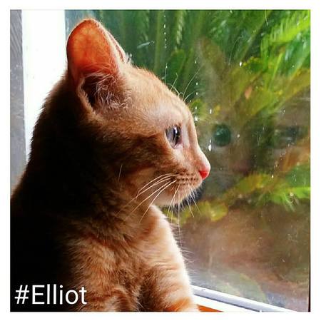 Elliot