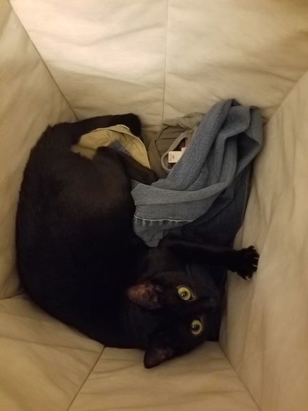 Nyx