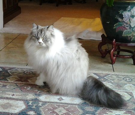 Ziggy