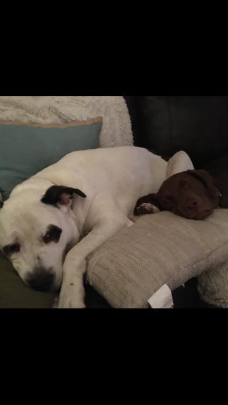 Renegade and Stella