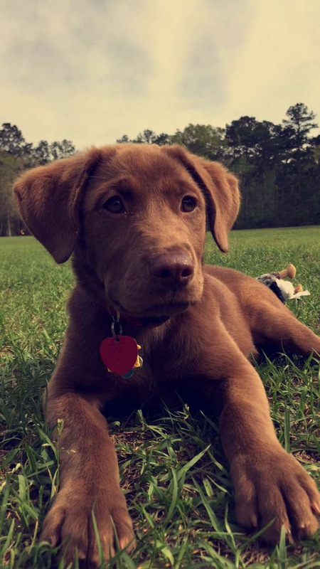 Stella