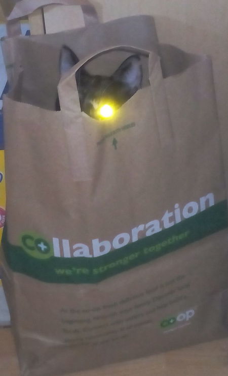 Borg Kitty