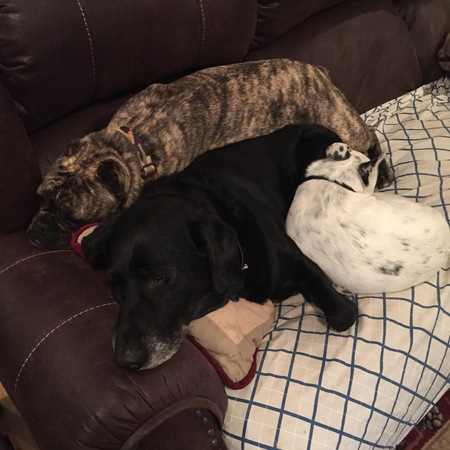  Dino, Stitch and Duncan