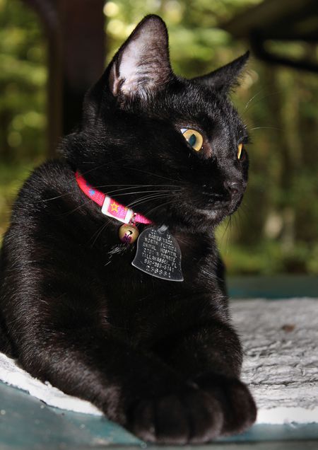 Sheba